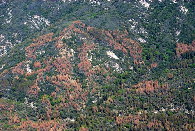 Dead Trees in the Sierra National Forest