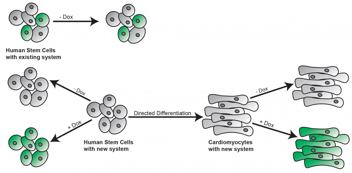 Stem Cells
