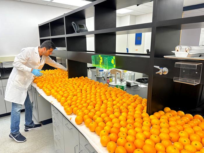 blood orange harvest