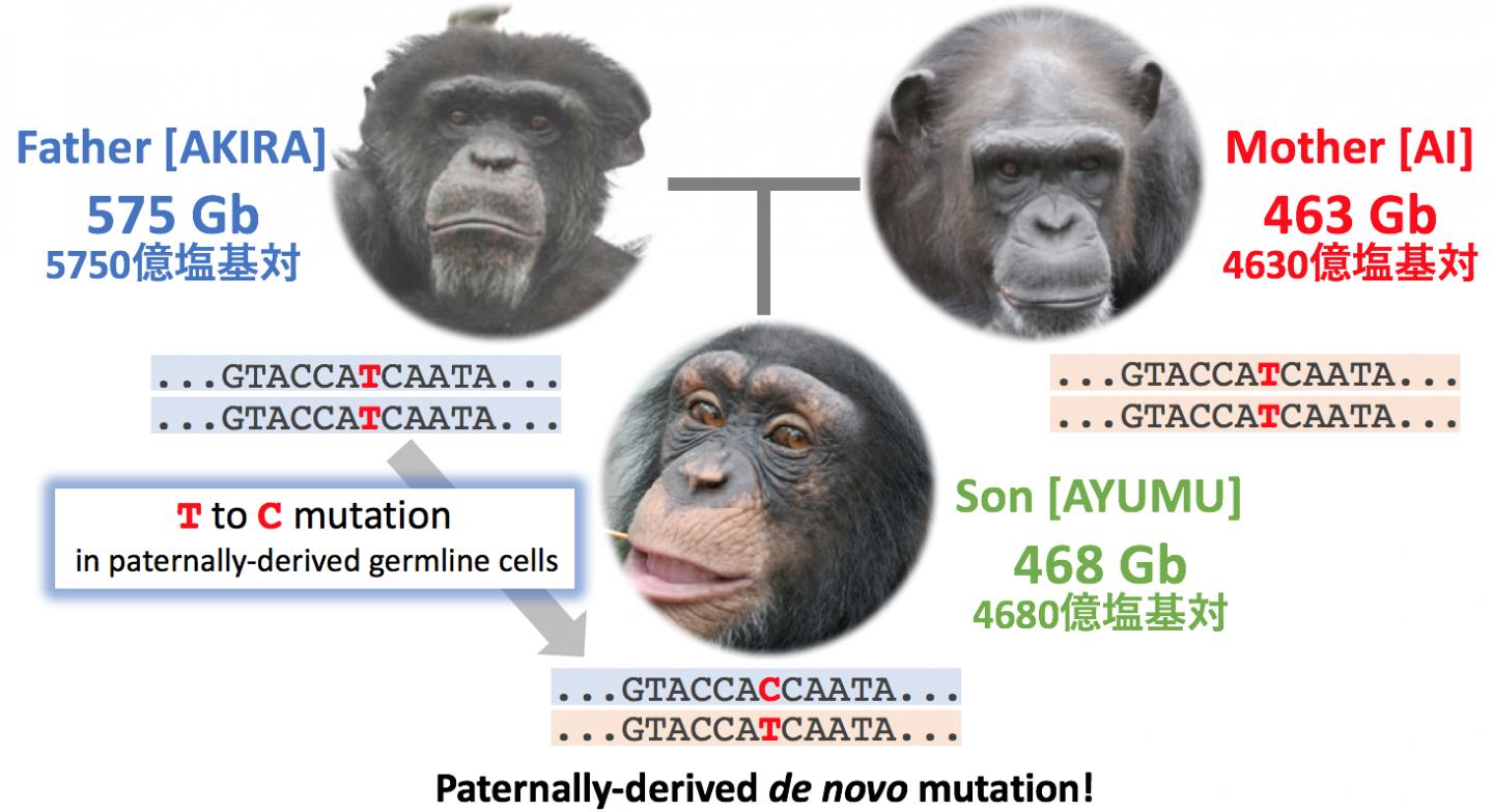 Deep Sequencing Reveals Mutation Rates