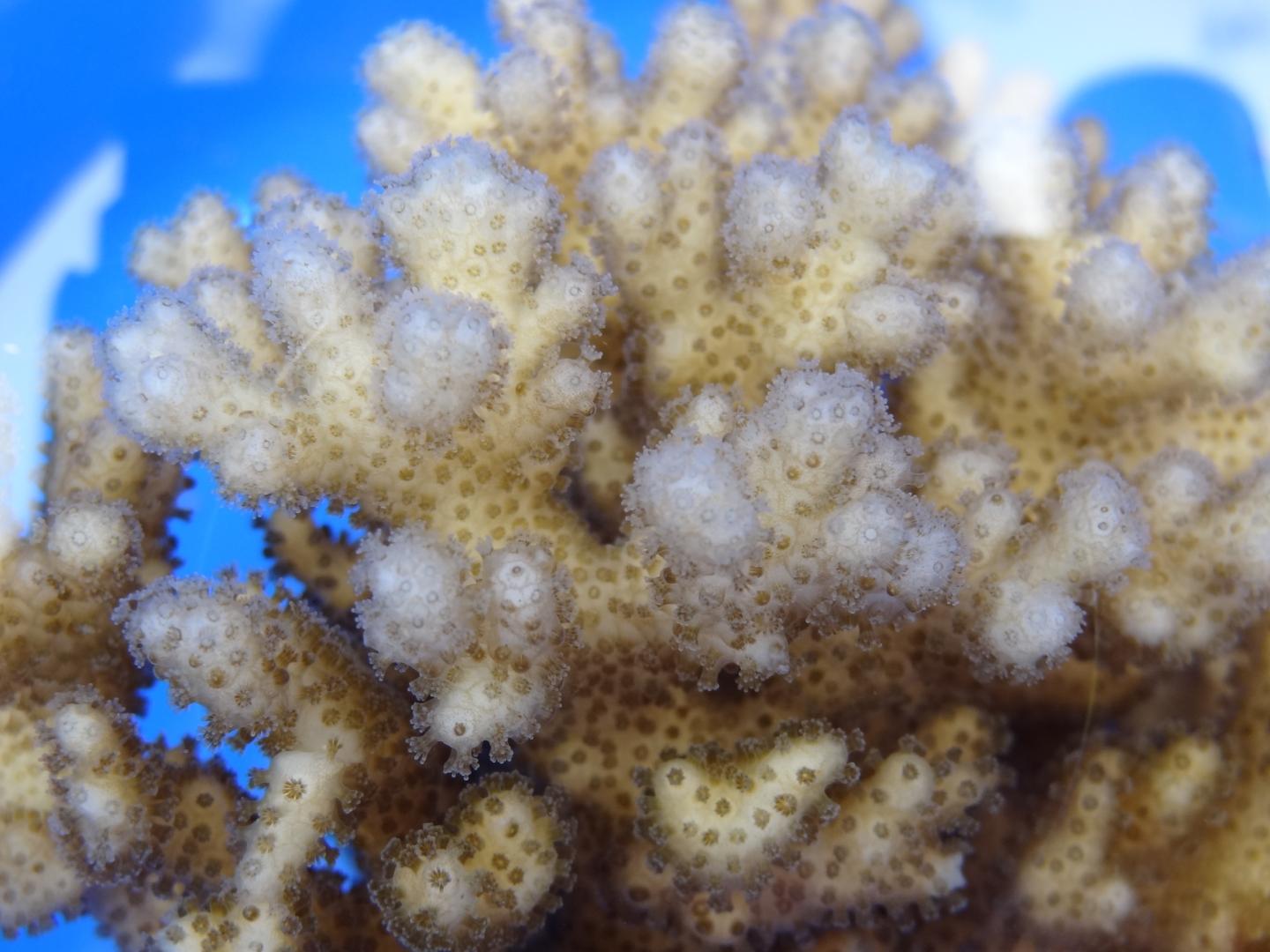 Adult Coral