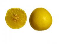 Cross section of new citrus fruit