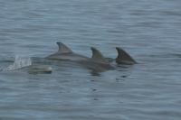 Wild Bottlenose Dolphins