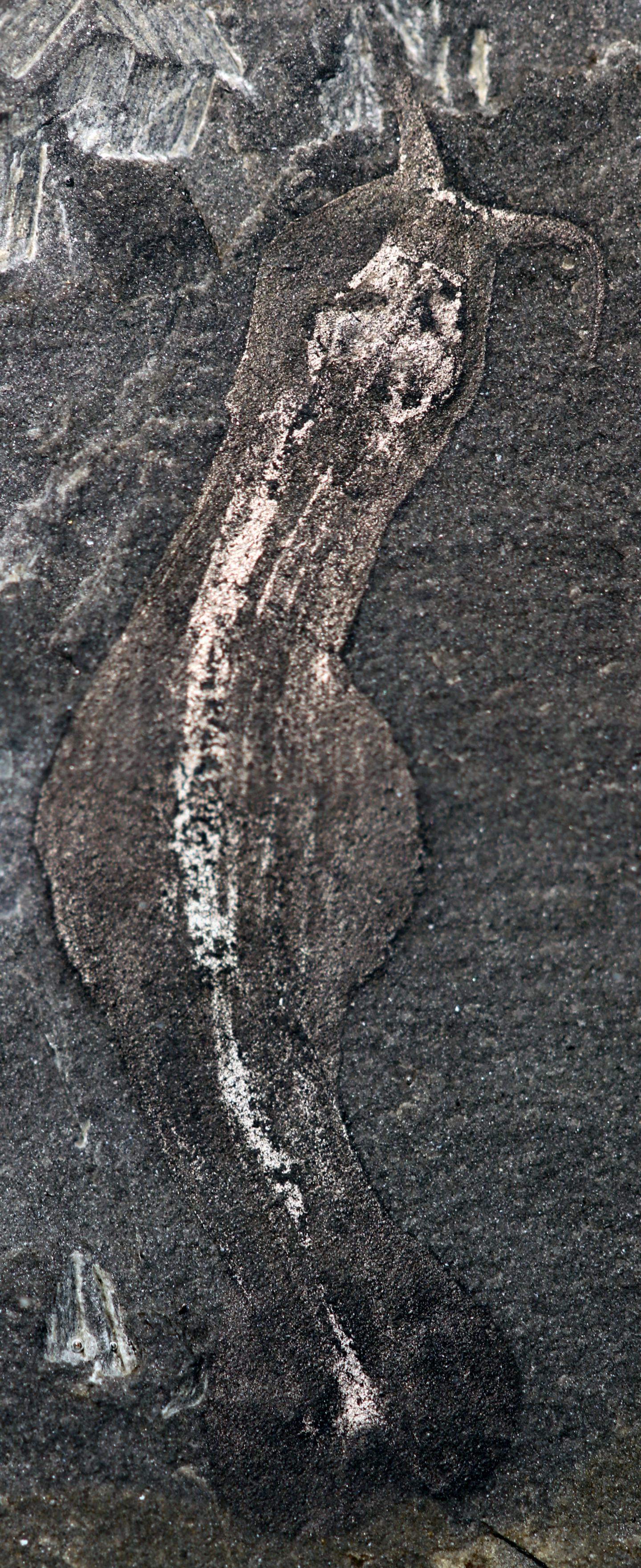 <em>Amiskwia sagittiformis</em>