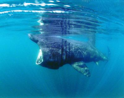 Basking Shark (2 of 3)