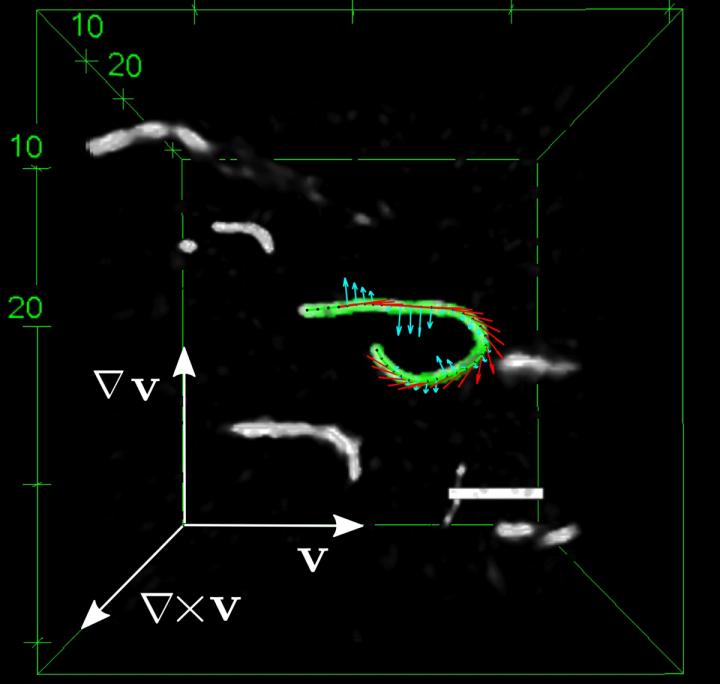 Fluorescently Labelled F-Actin Filaments