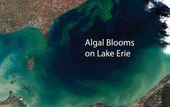 Algal Blooms