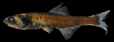 <i>Triphoturus mexicanus</i>