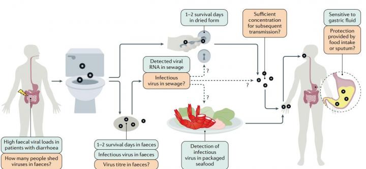 Scientists Report Gastrointestinal Manifestations and Mechanisms of COVID-19