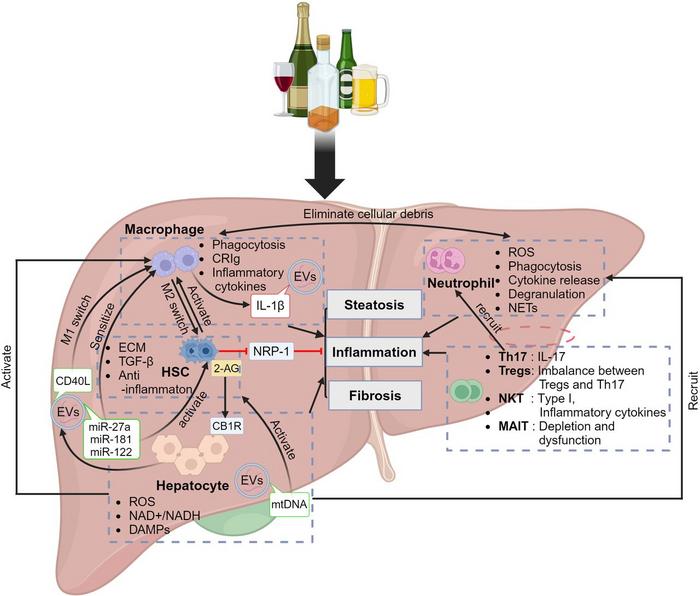 Intercellular crosstalk in the pathogenesis of alcohol-associated liver disease (ALD).