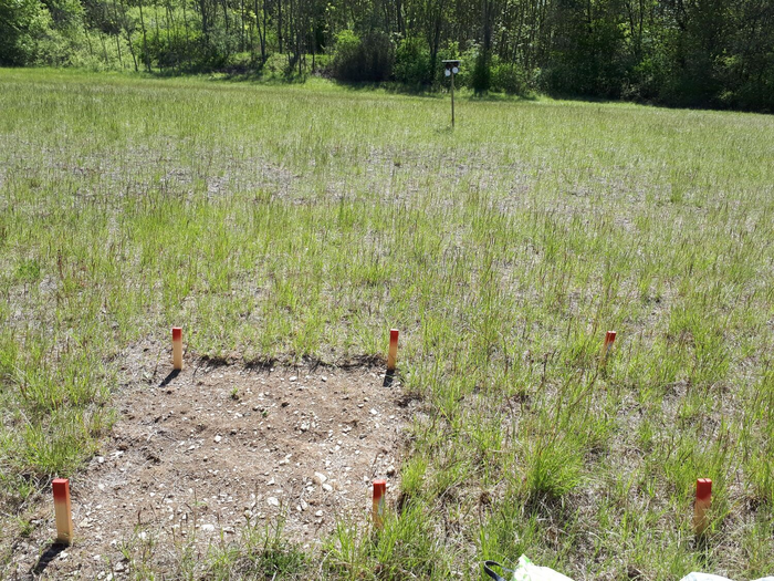 Experimental setup: vegetation-free patch (1m², left) with adjacent control plot (right).