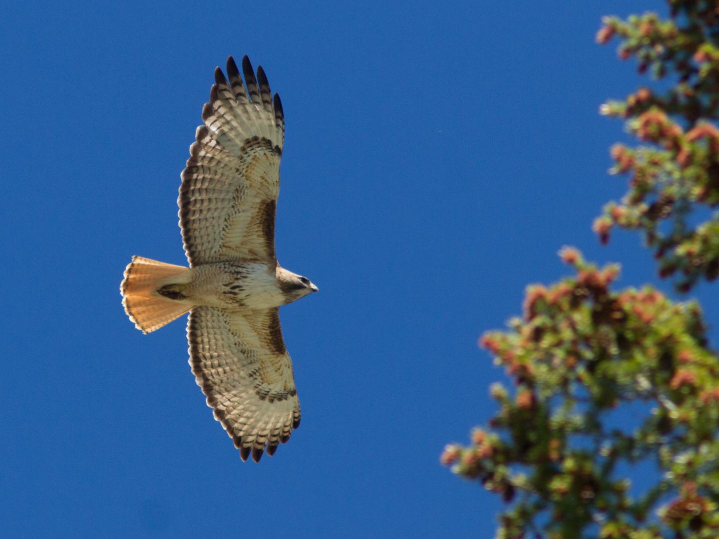 Red-tailed Hawk