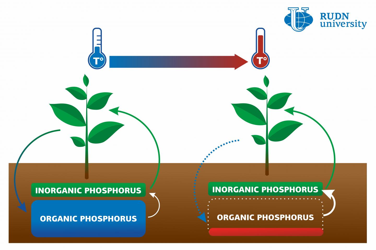 Global Warming Threatens Soil Phosphorus, Says a Soil Scientist from RUDN University