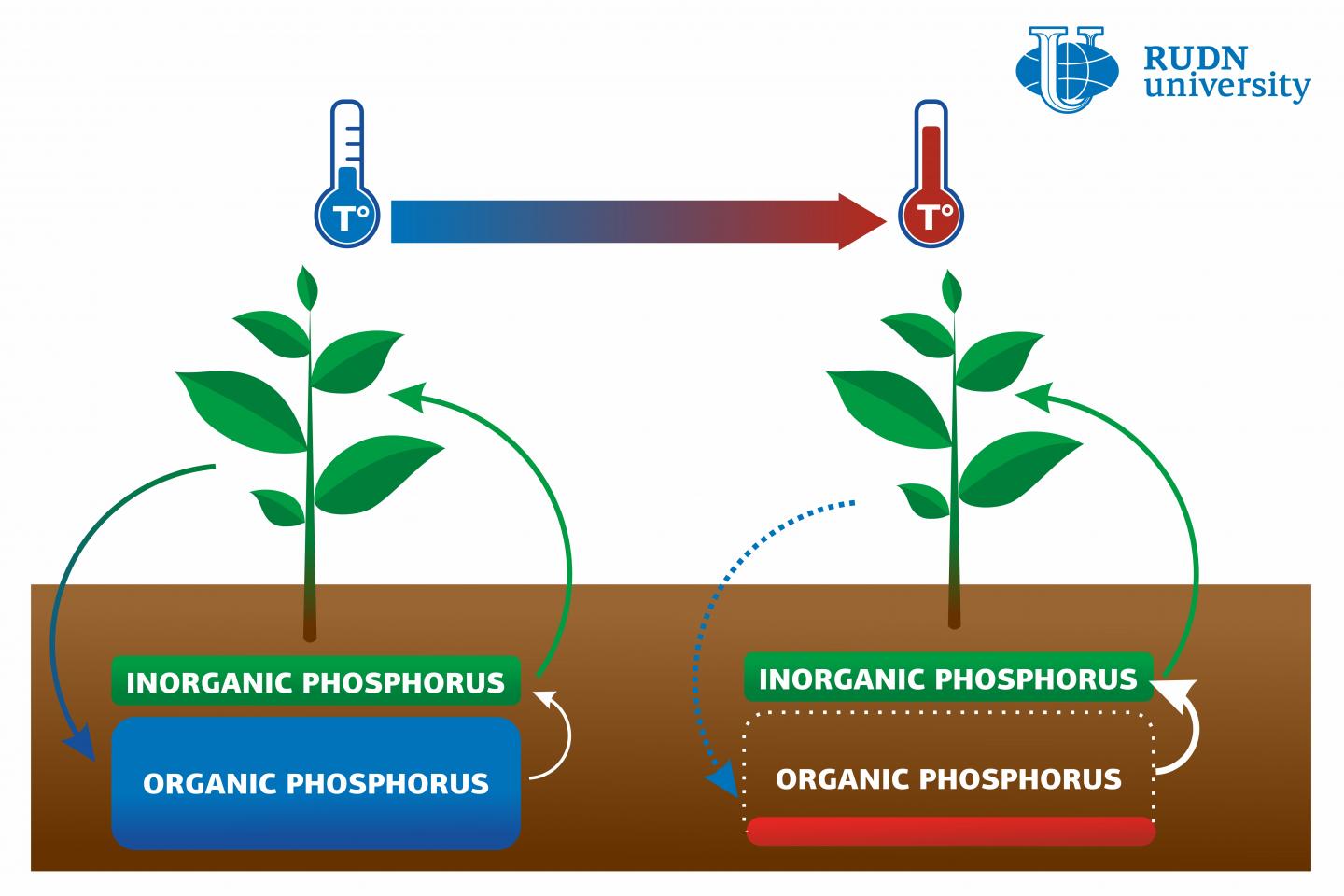 phosphorus organic fertilizer