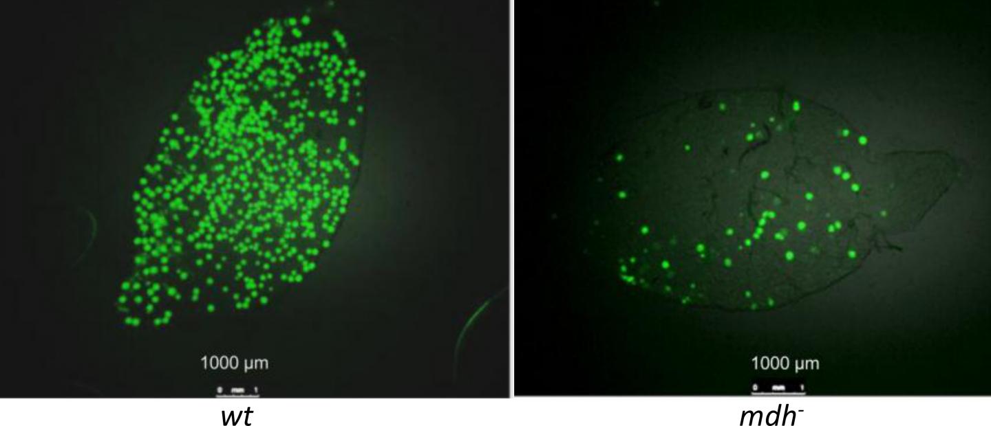 Mosquito Mid-Guts Infected with <i>P. Berghei</i> Oocysts