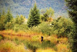 Tongass National Forest