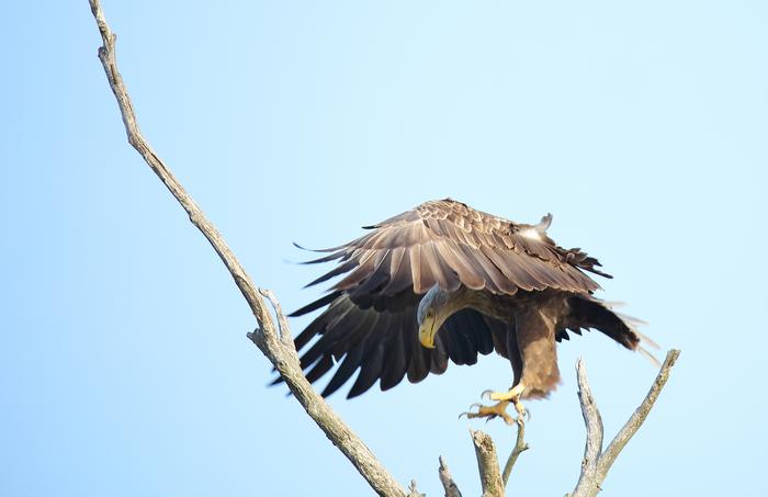 white-tailed eagle (Haliaeetus albicilla)