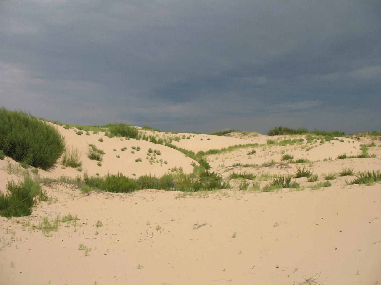 Degraded vegetation in Mongolia