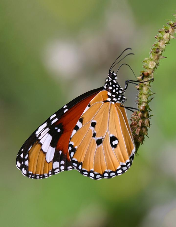 <i>Danaus chrysippus</i>