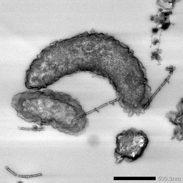 Multi-heme Cytochromes Provide a Pathway For Survival In Energy-limited Environments (1 of 2)