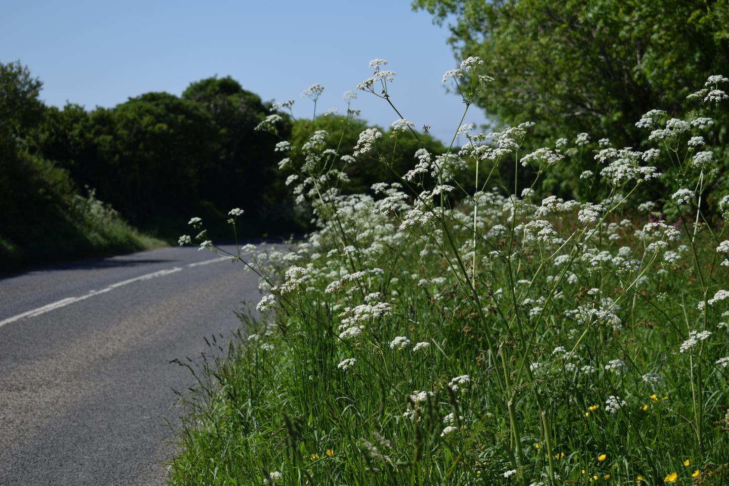 Flowers in a Roadside Verge