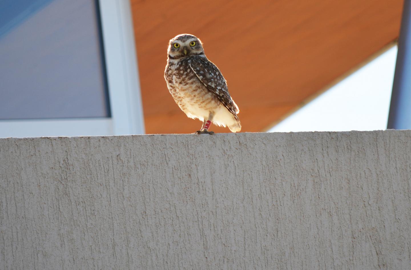 Small Rural Owl Fearlessly Colonizes the City