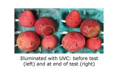 UV-C Treatment Sample