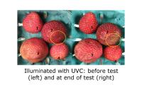 UV-C Treatment Sample