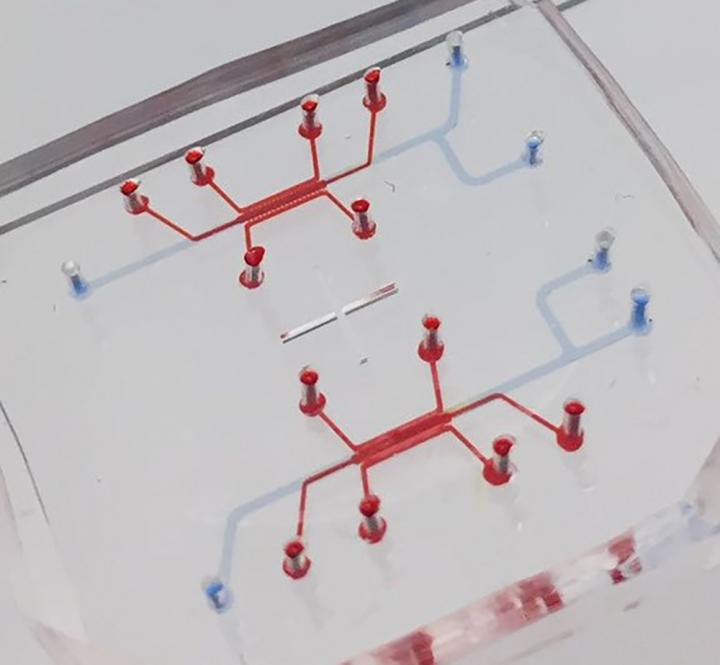 Blood-Brain Barrier on a Chip with 3D Astrocyte Culture