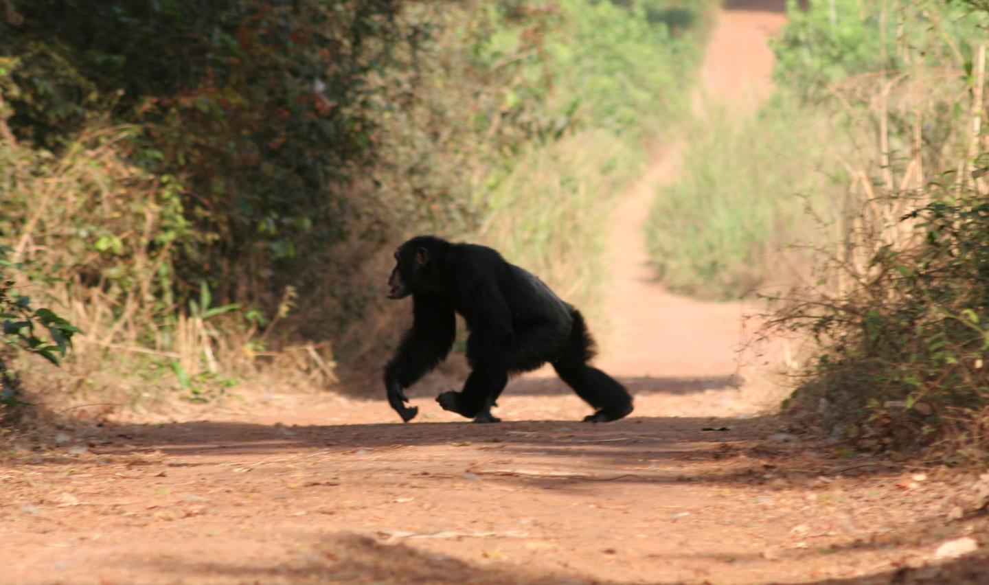 Adult Male Chimp