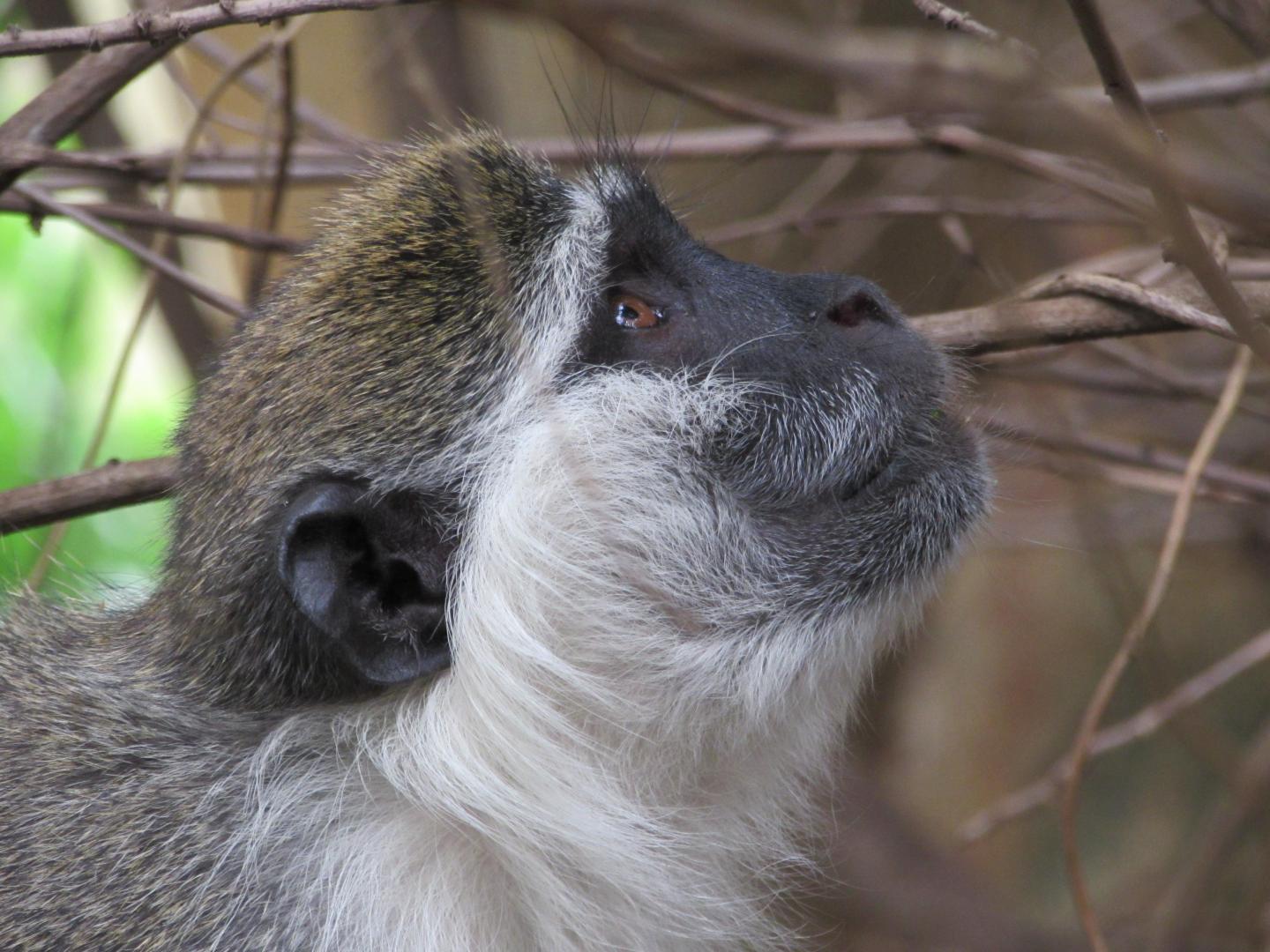 Vervet Monkey