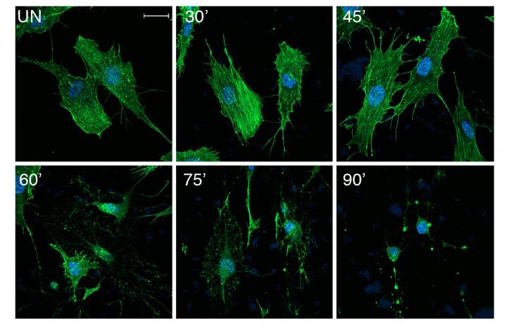 Revealing how a Pathogen Rewires Host Cells