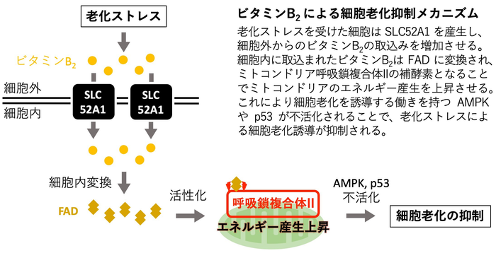 ビタミンB2 による細胞老化抑制メカニズム