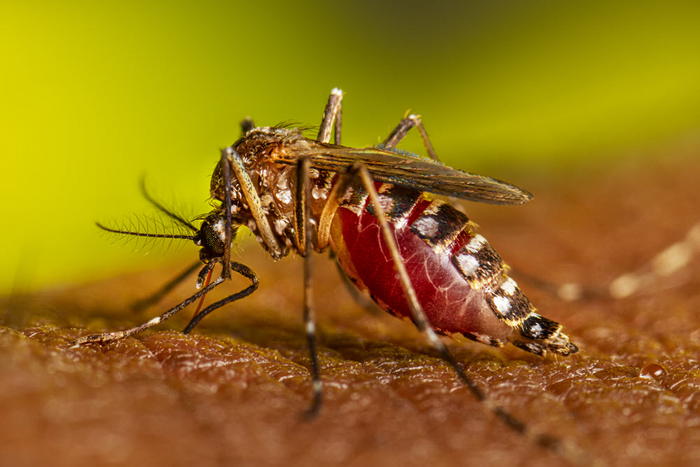 Aedes egyptii