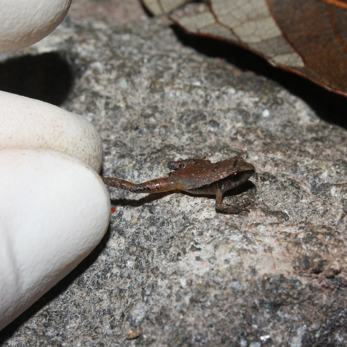 Craugastor rubinus in a researcher's fingertips