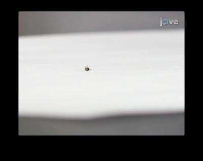 Treating Seizure-prone Fruit Flies