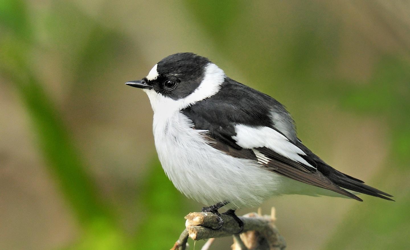 Collared Flycatcher