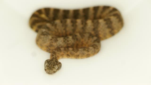 Tiger Rattlesnake