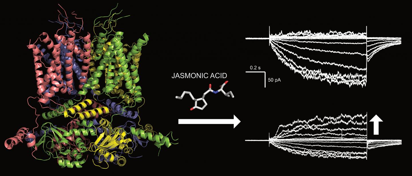 Jasmonic Acid Activates GORK