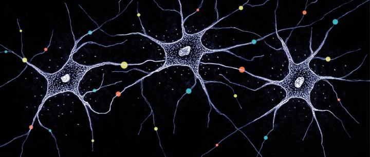 Different Gene Variants Ensure the Diversity of Neurons by Chance