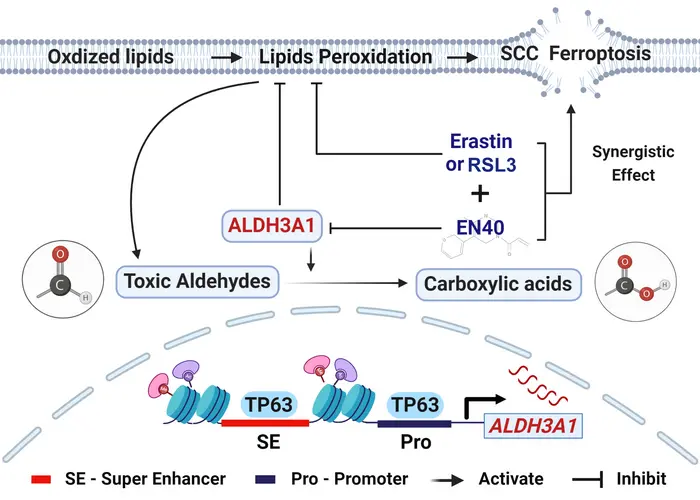 New Discovery Reveals Key Protein That Helps Squamous Cell Carcinoma Resist Ferroptosis