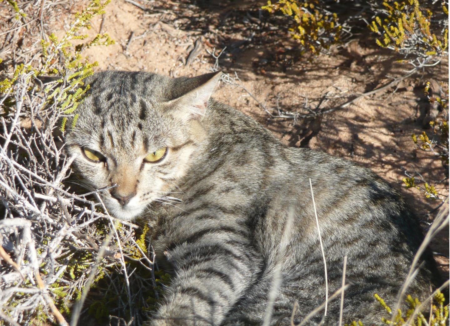 Feral Cat