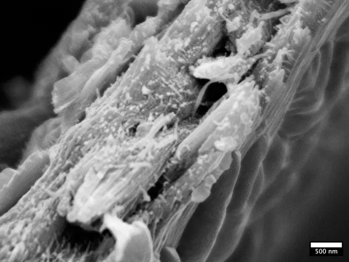 Liriodendron tulipifera wood ultrastructure