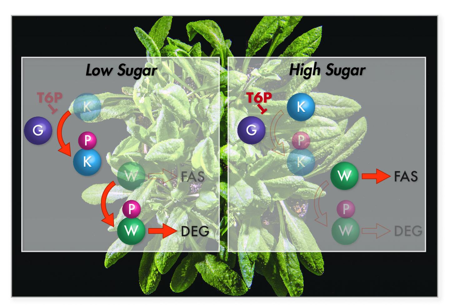 Comparison of Biochemical Pathways Active Under Low and High Sugar