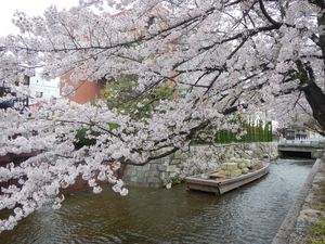 Cherry Blossoms in Kyoto, Japan