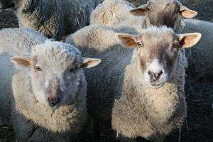 group-sheep