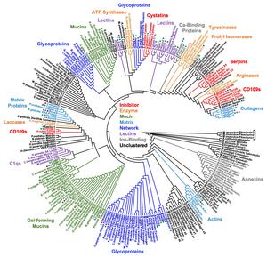 Snail Mucus Dendrogram