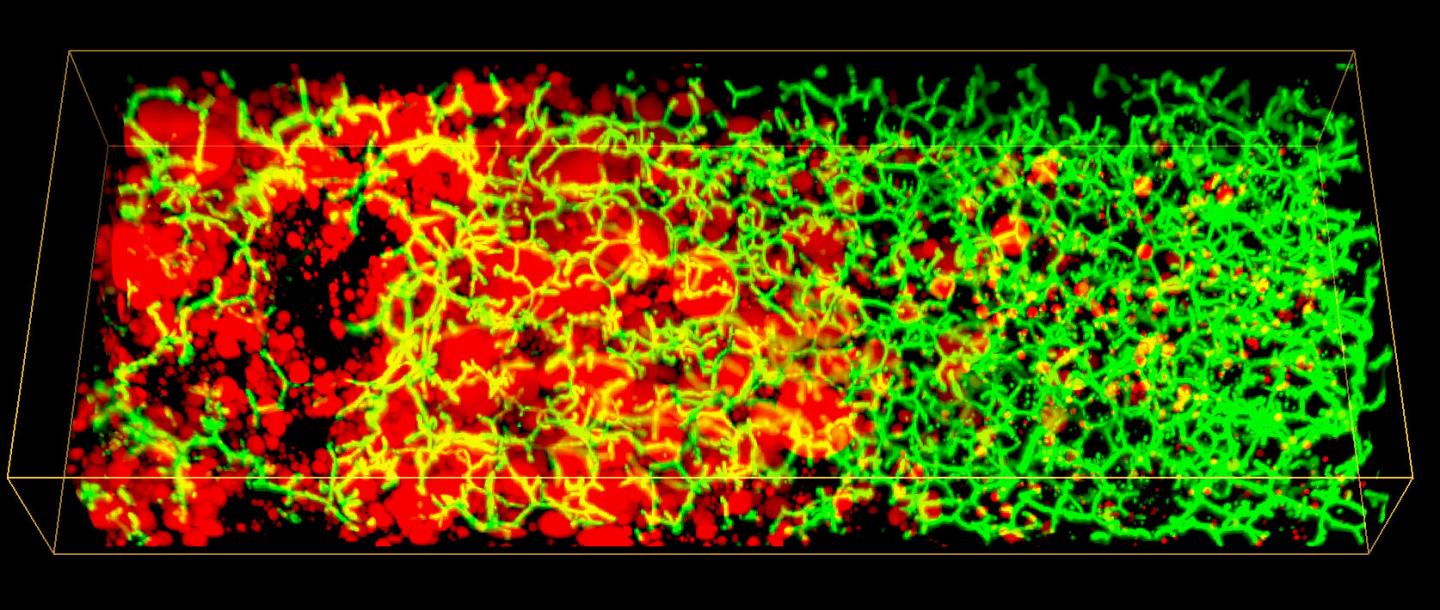 3D Model of Human Liver