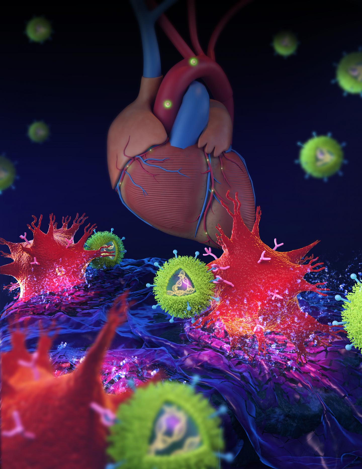 Tiny Particles Keeps Artery Plaques in Check in Mouse Models of Atherosclerosis (2 of 2)