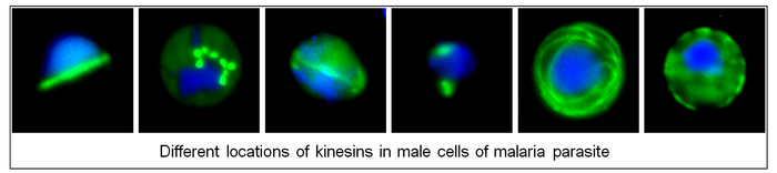 Kinesins